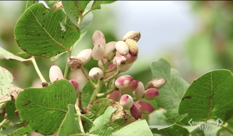 Fichi d'India freschi e maturi sulla pianta in Sicilia.