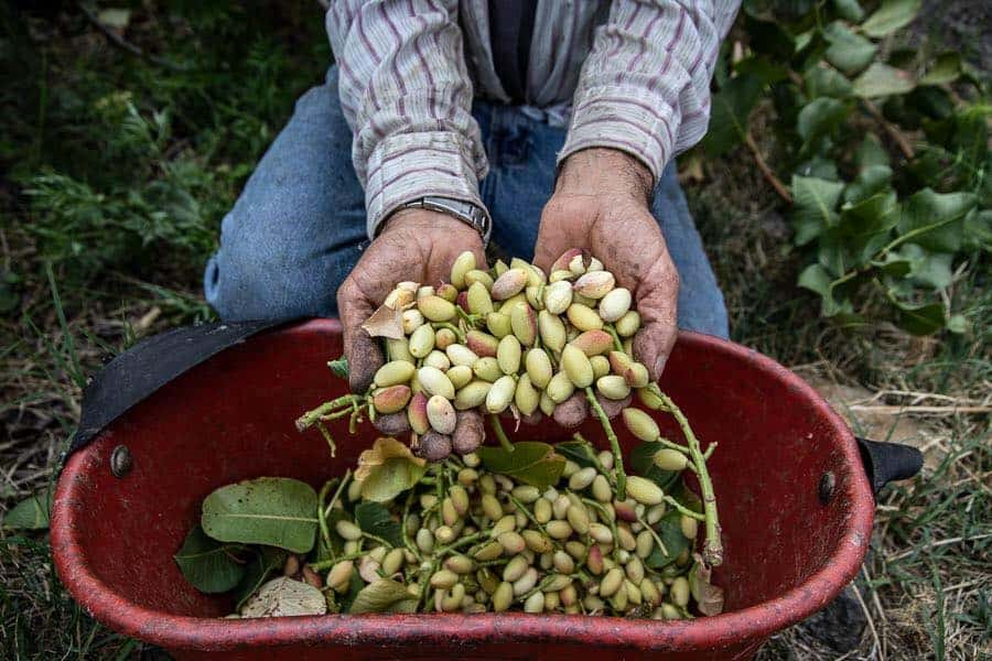 Hands holding freshly harvested pistachios in a red basket outdoors.