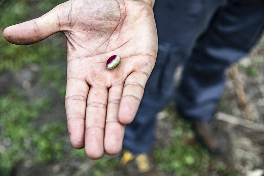 Close-up of a fava bean in a person's hand outdoors.