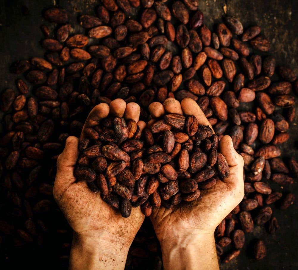 Cacao beans in hands, close-up shot.
