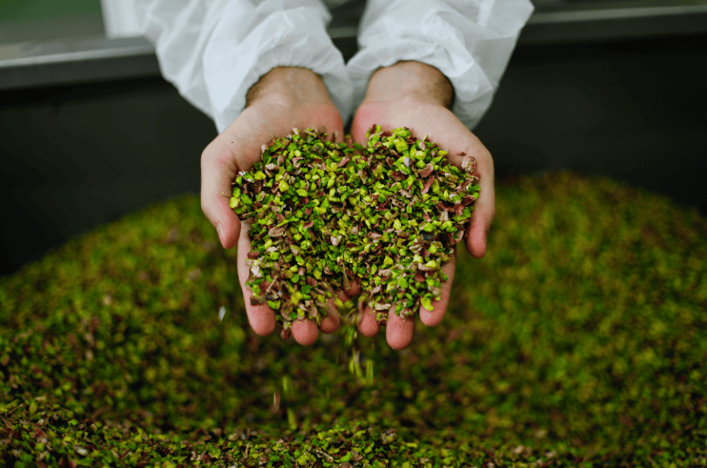 Hands holding freshly harvested pistachios in Sicily.