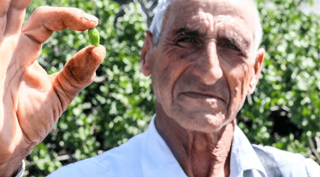 Elderly man holding a fresh green grape in an orchard, showcasing natural ingredients.