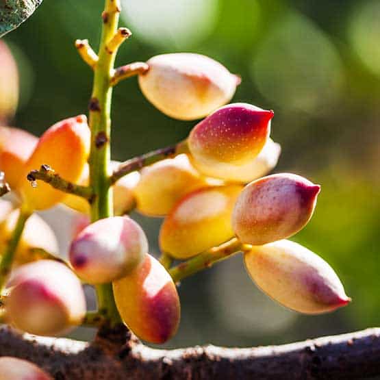 Fiori di dattero in fiore, pronti a diventare datteri dolci e succosi.