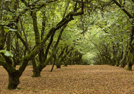 Apple orchard in autumn with trees and fallen leaves.