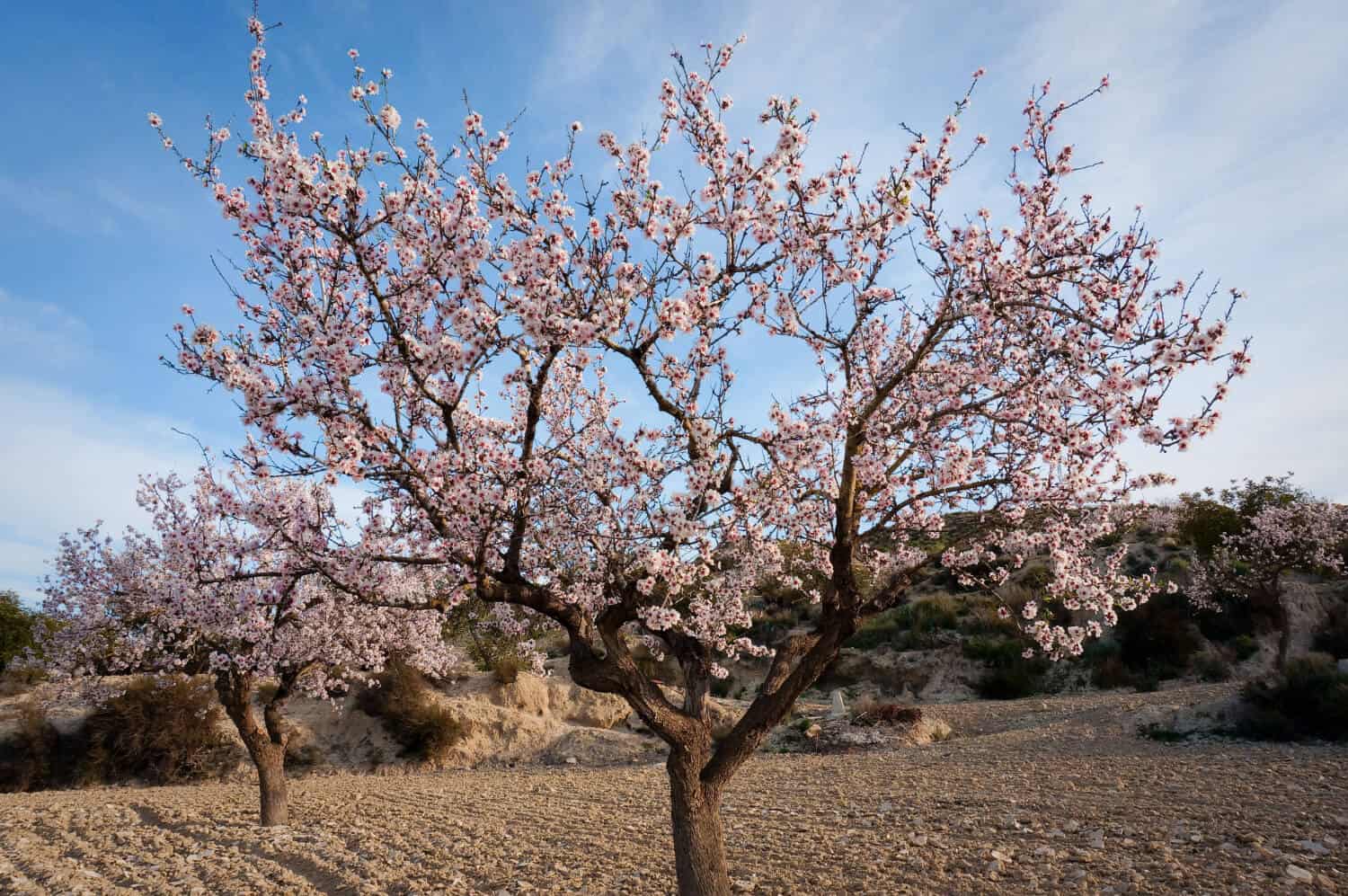 Mandorlo in fiore in Sicilia, con rami pieni di fiori rosa chiaro.