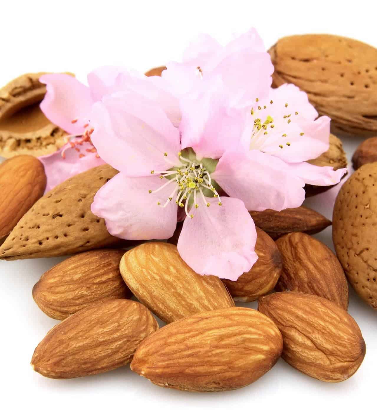 Fresh almonds with delicate almond blossom flower, close-up.