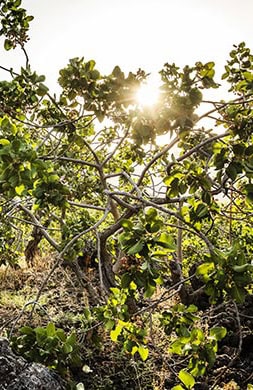 Maturi fichi siciliani al sole tra le foglie verdi degli alberi.