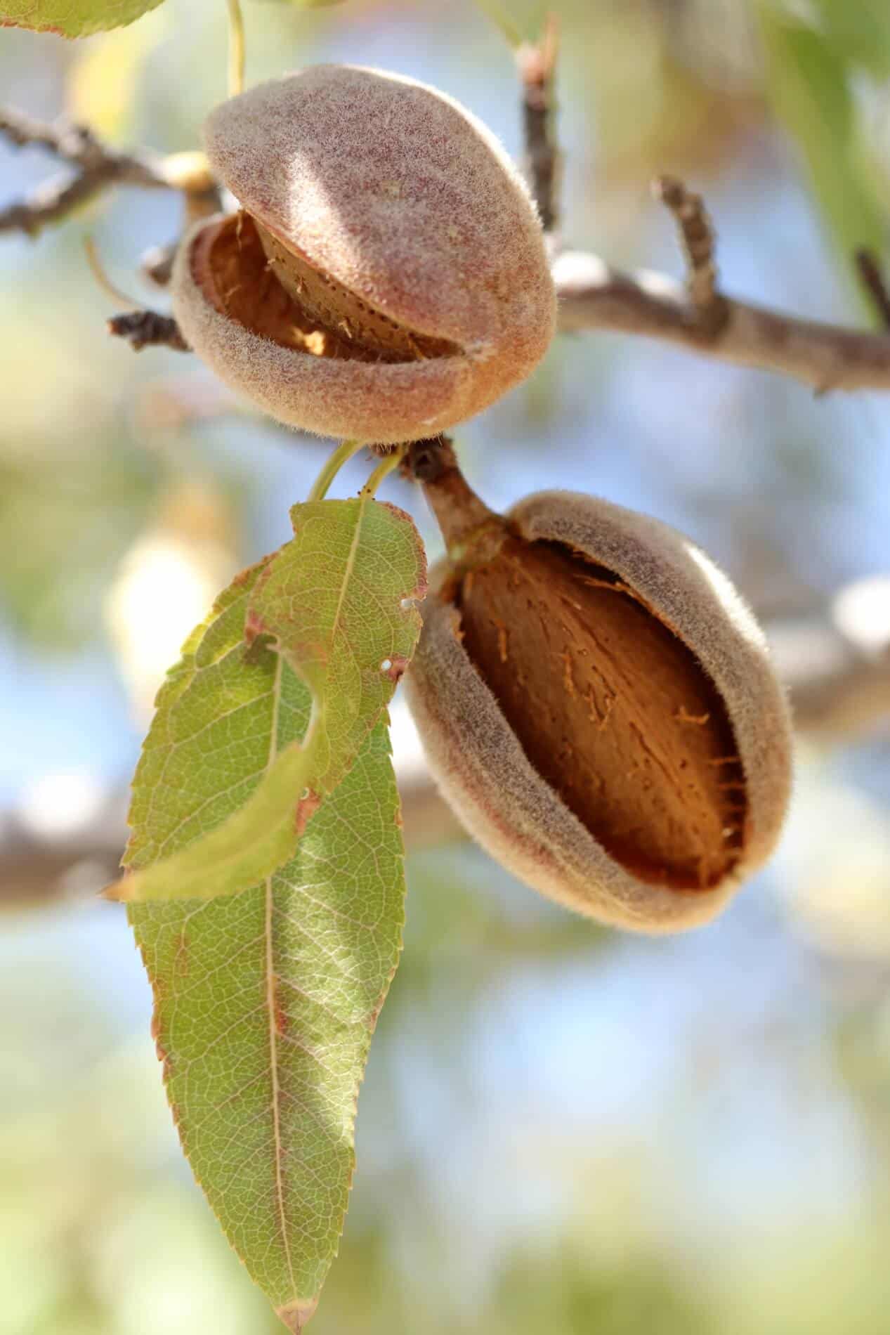 Almonds in their fuzzy shells hanging from a branch.