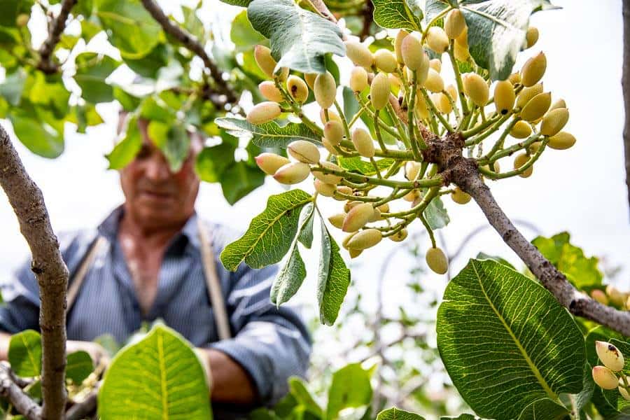 Fichi freschi maturi sulla pianta di fico con foglie verdi.