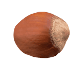 Hazelnut in shell for artisanal Sicilian sweets.