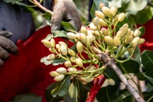 101266371 1526159894224869 6080839307839406080 n