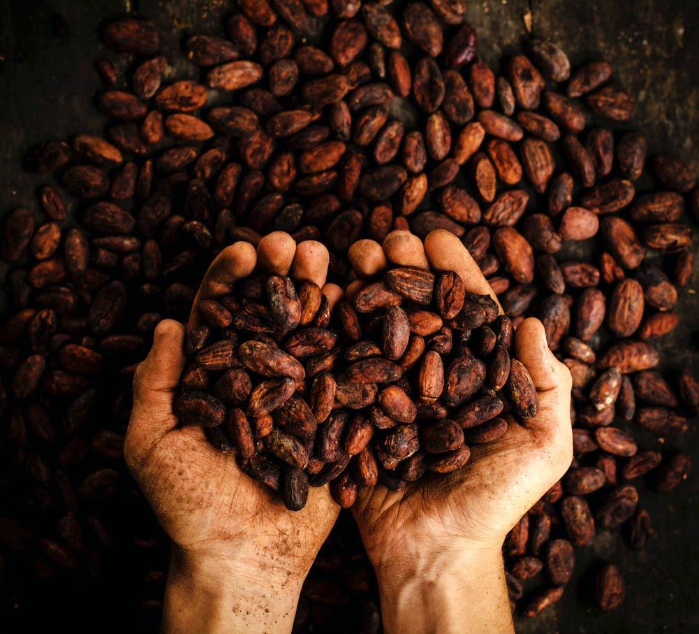 fave di cacao