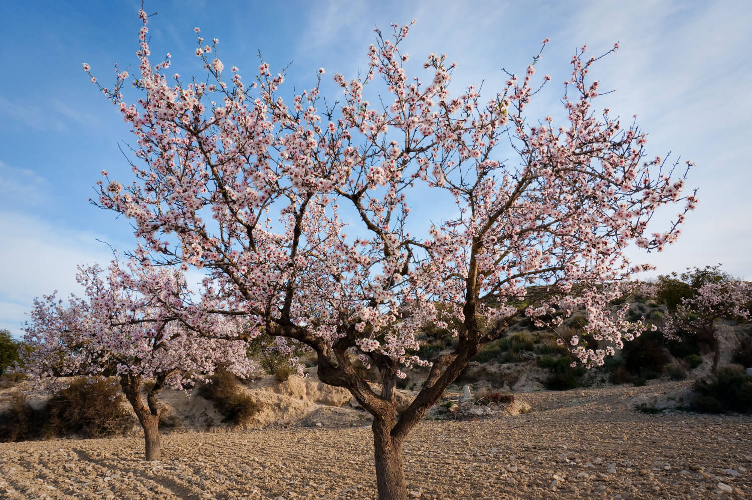 1_planting almonds
