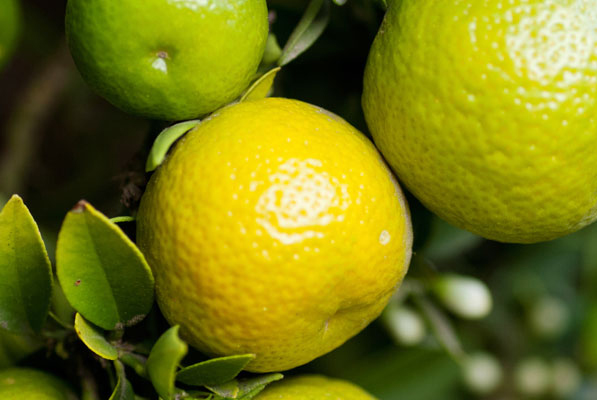 2_fruit-candied-citrus fruit