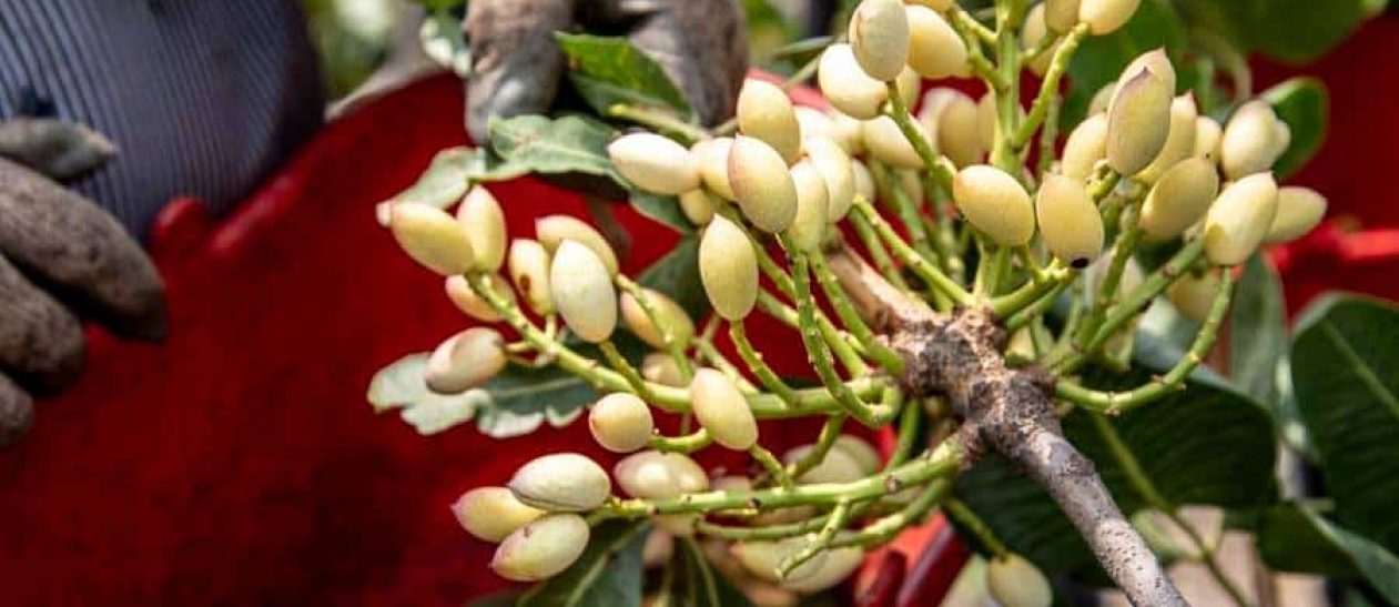 Agrumi siciliani in fiore, pronti per essere raccolti.