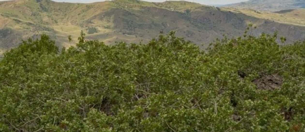 Fichi d'india in fiore nel paesaggio siciliano.