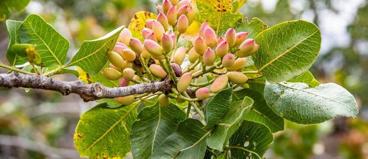 Young fig buds on a branch with green leaves, ready to grow.