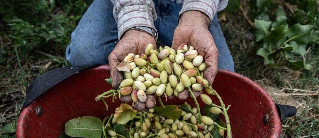 Hands holding freshly harvested pistachios in a red basket outdoors.