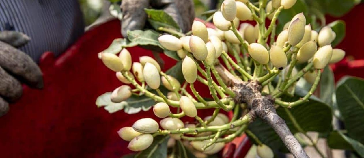 Agrumi siciliani in fiore, pronti per essere raccolti.